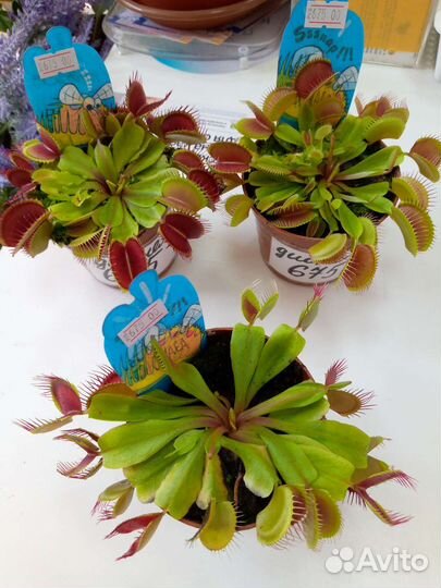 Венерина мухоловка дионея