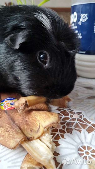 Морские свинки английский крестед