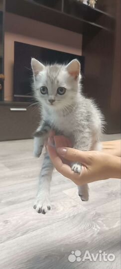 Отдам котёнка