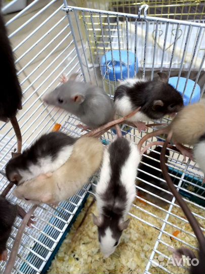 Крыса дамбо