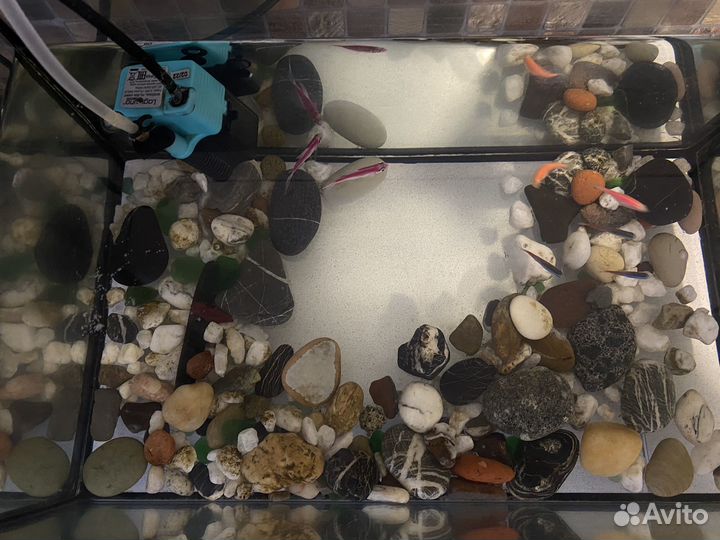 Аквариум с рыбками бу