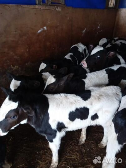 Бычки и телята