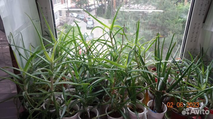 Алоэ Древовидное 2 - 4 летнее лекарственное