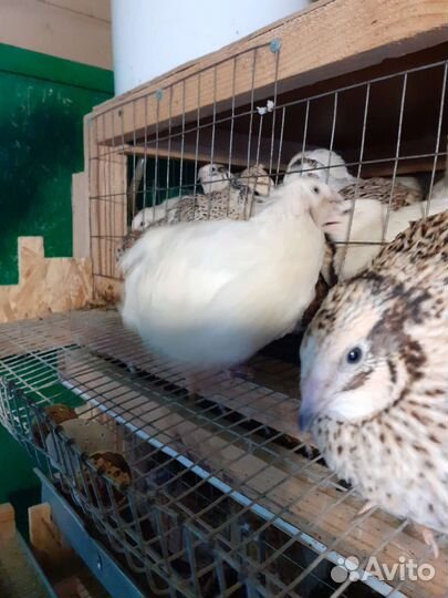 Несушка перепелка