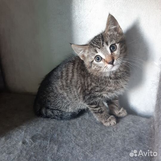 Кошка