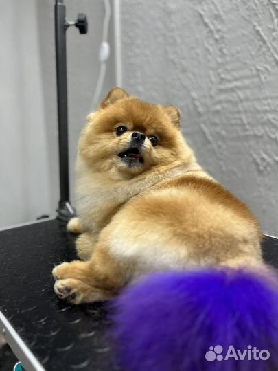 Груминг / стрижка / линька