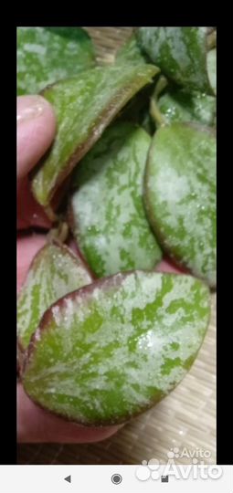 Хойи, взрослая дисхидия