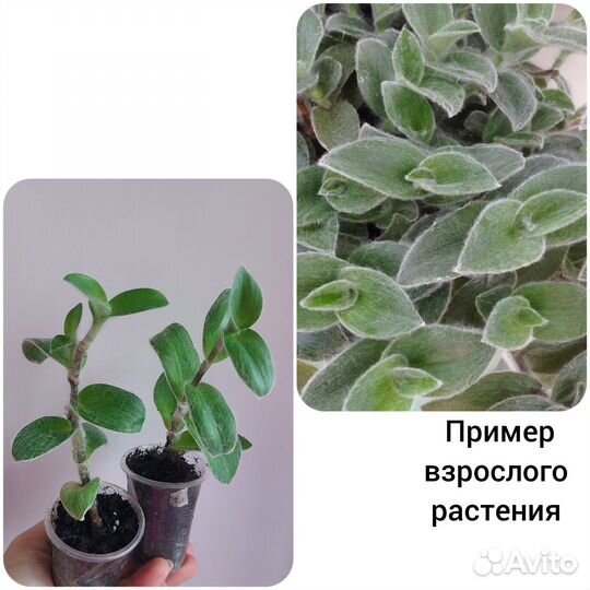 Цветы домашние,Традесканции,Плющи,Плектрантус