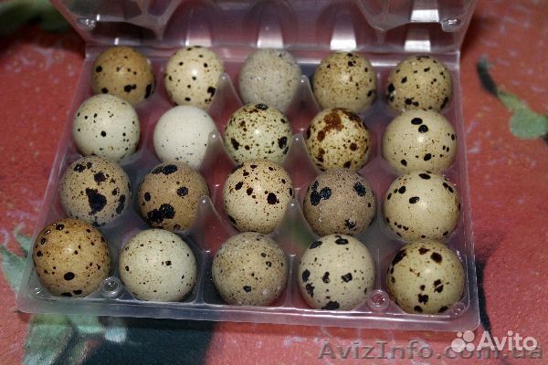 Инкубационные яйца белый гигант и манжур перепел