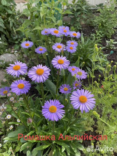 Садовые цветы