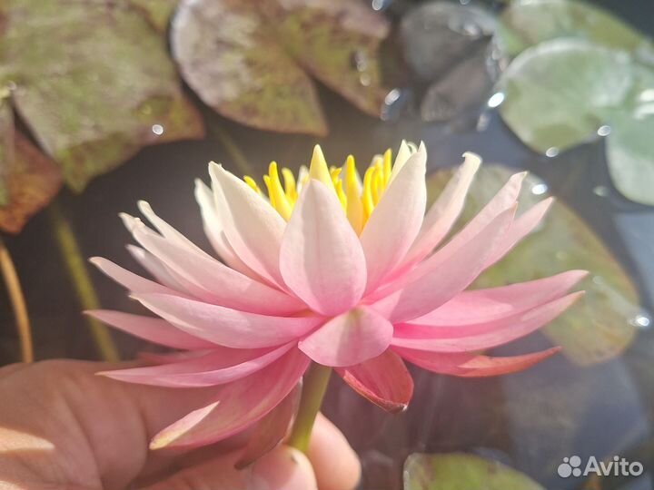 Кувшинки для пруда