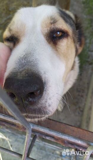 Будка в дар для большой собаки