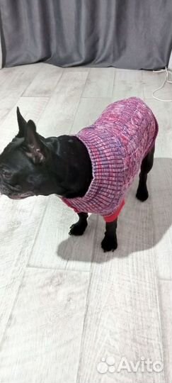 Одежда для средних собак