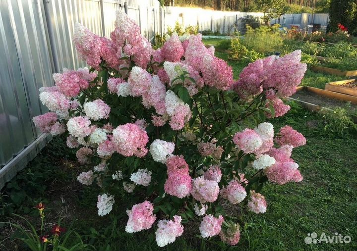 Гортензия метельчатая