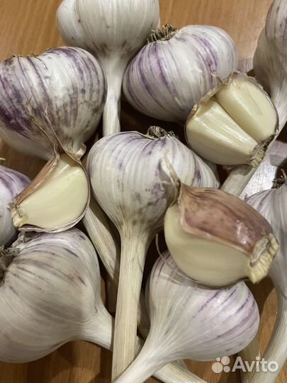 Чеснок озимый
