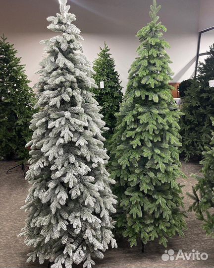 Ель Андорра зеленая и в снегу