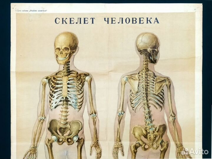 Плакат старинный 1965г Скелет СССР анатомия школа