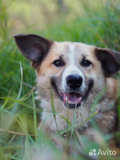 Собака Кутя