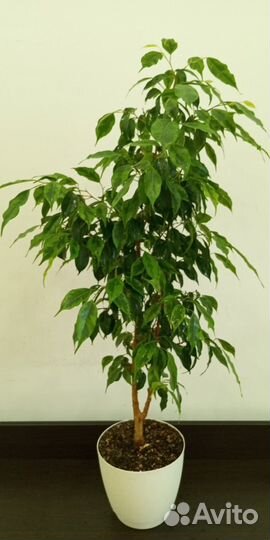Фикус Бенджамина сорт регидан