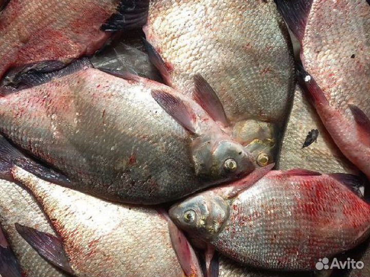 Рыба лещ,карась свежий
