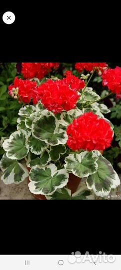 Пеларгония герань