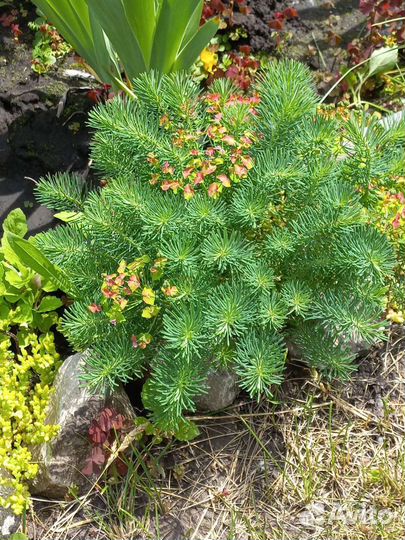 Почвопокровные растения