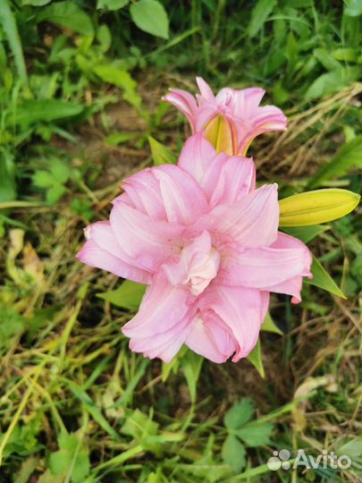 Многолетние цветы