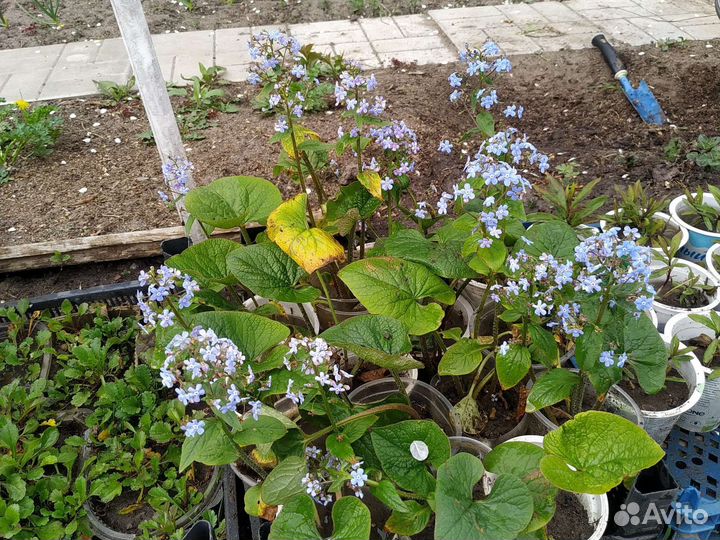 Многолетние цветы