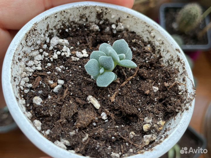 Суккуленты, алоэ (алое), кактус, хлорофитум