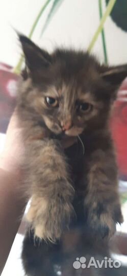 Котята 1,5 мес
