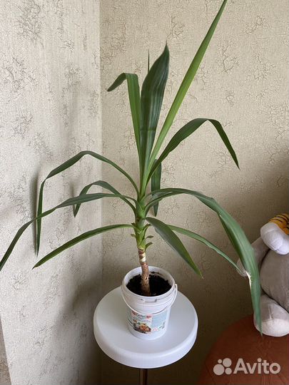 Пальма драцена