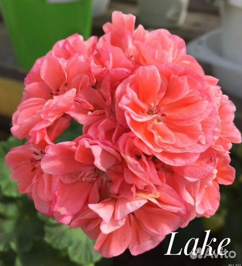 Пеларгония сортовая