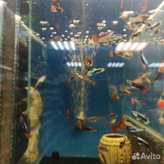 Аквариумные рыбки