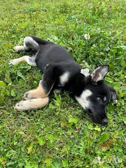 Невероятный щенок в добрые руки