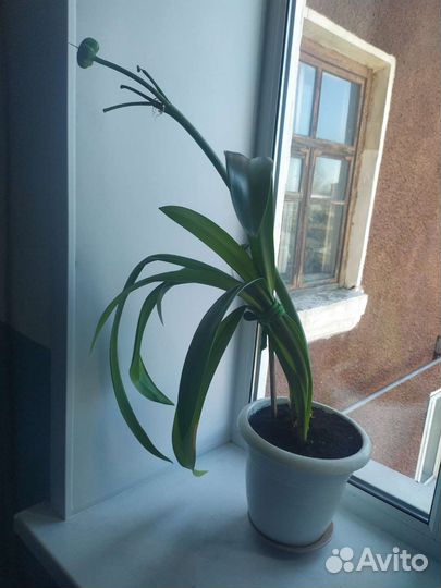 Гиппеаструм/ Hippeastrum