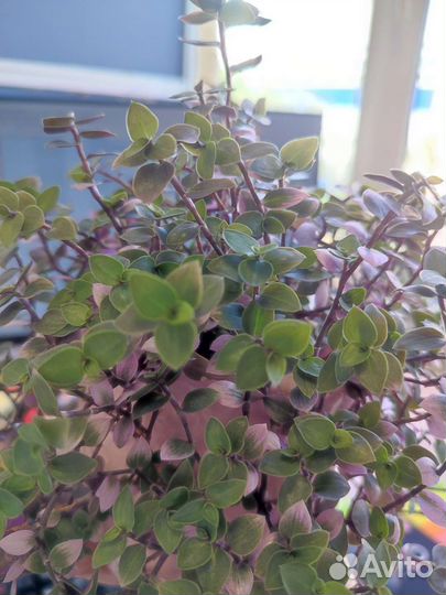 Каллизия крибо