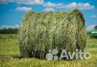 Продам сено