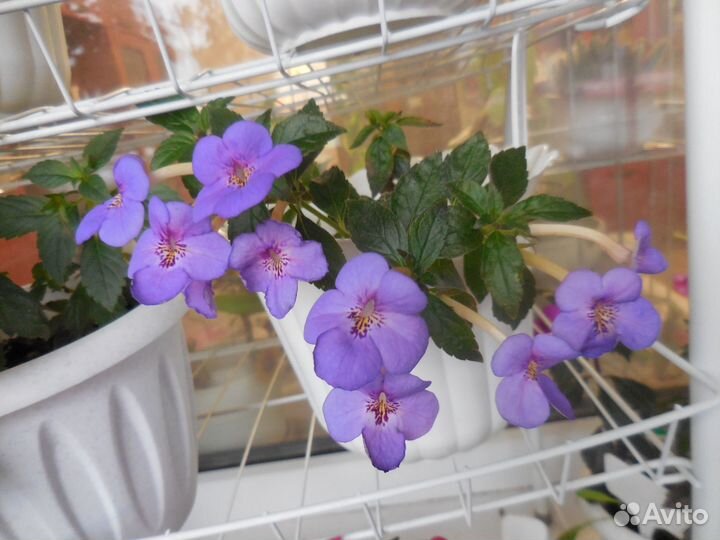 Ризомы ахименесов