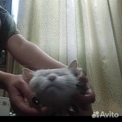 Ласковый котенок
