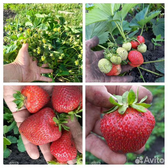 Рассада Клубники зкс