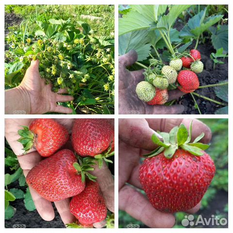 Рассада Клубники зкс