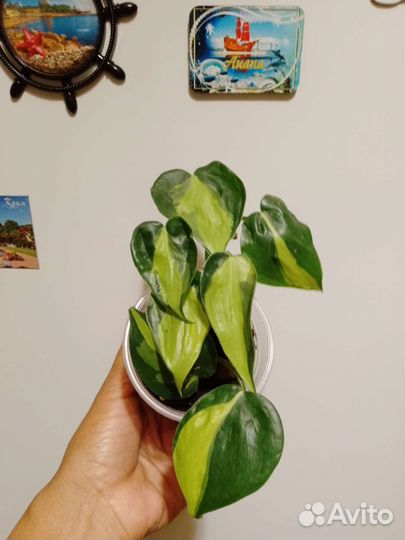Филодендрон медиопикта