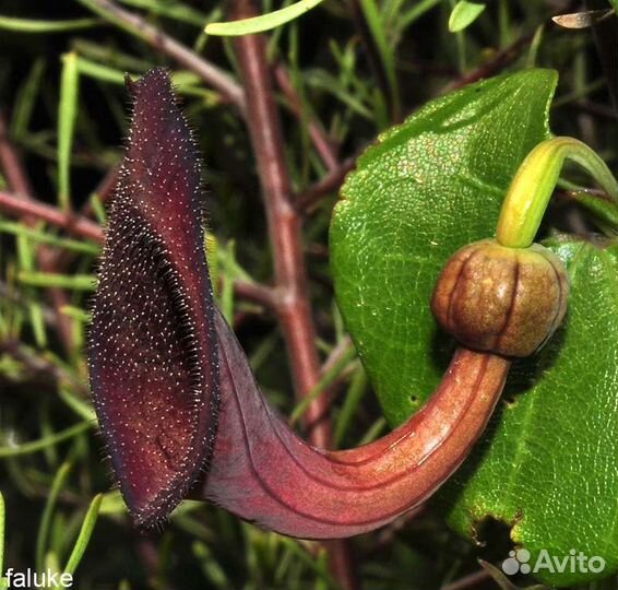 Аристолохии 2 сорта. фагрея Комнатные растения