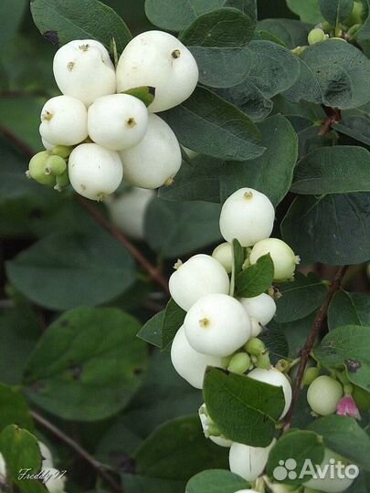 Филипендула, хосты, снежноягодник, спирея