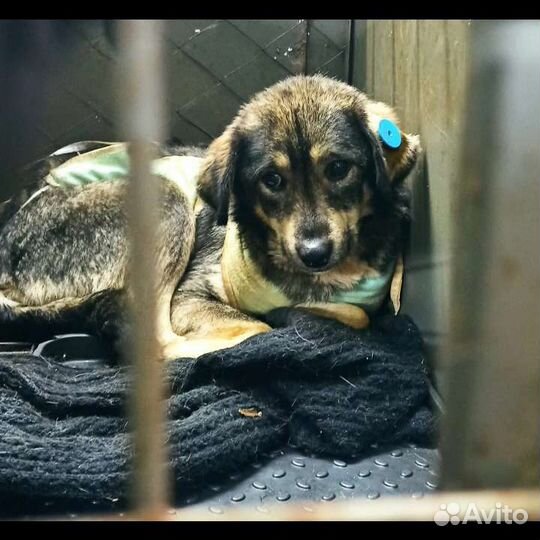 Собака в дар