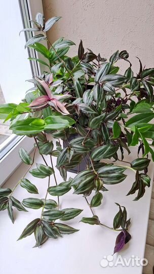 Традесканция в горшке