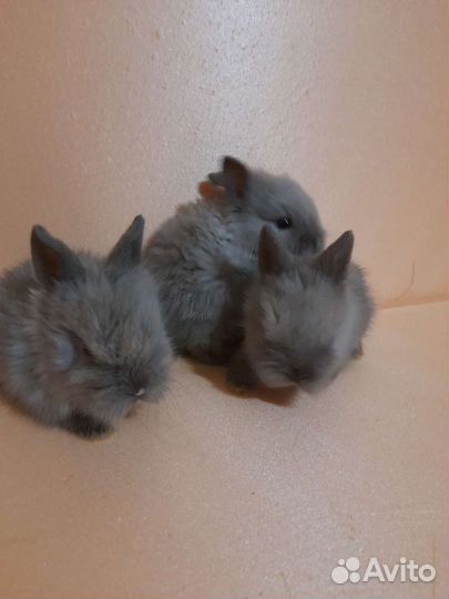 Декоративные кролики