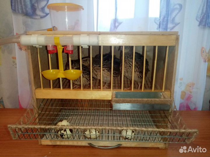 Детская перепелиная ферма