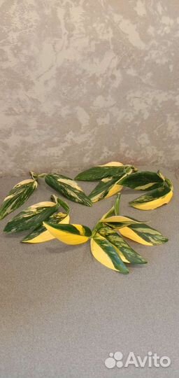 Монстера Стандлеяна жёлтая вариегатная