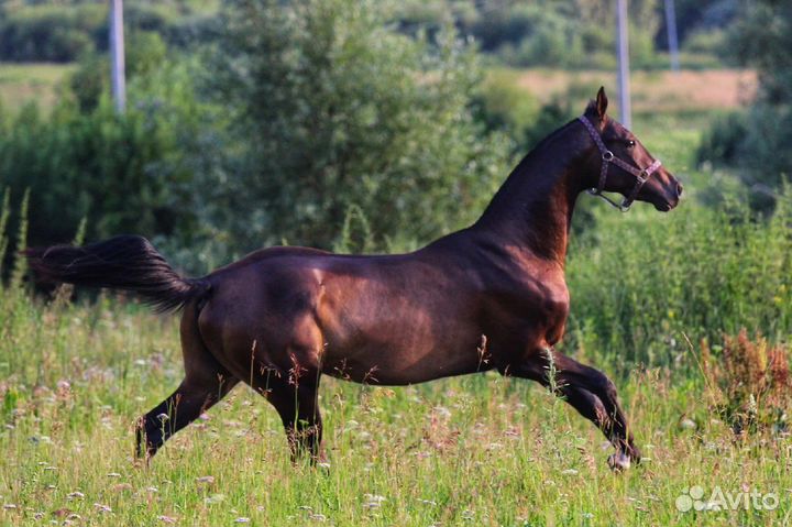 Жеребец на случку
